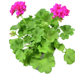 Pelargon lat. Pelargonium Calliope Landscape Mix