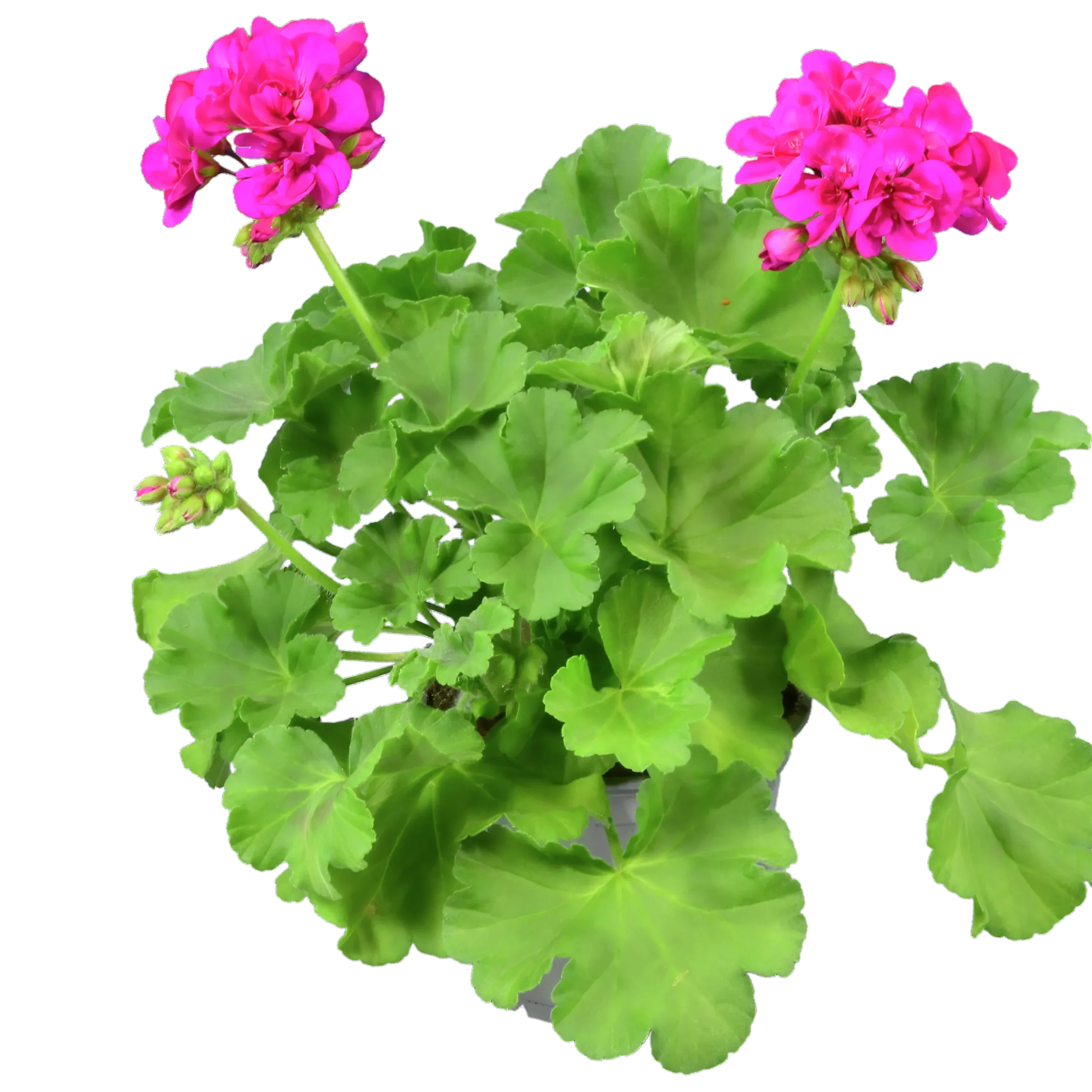 Pelargon lat. Pelargonium Calliope Landscape Mix