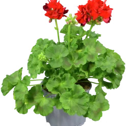 Pelargon lat. Pelargonium Calliope Landscape Mix