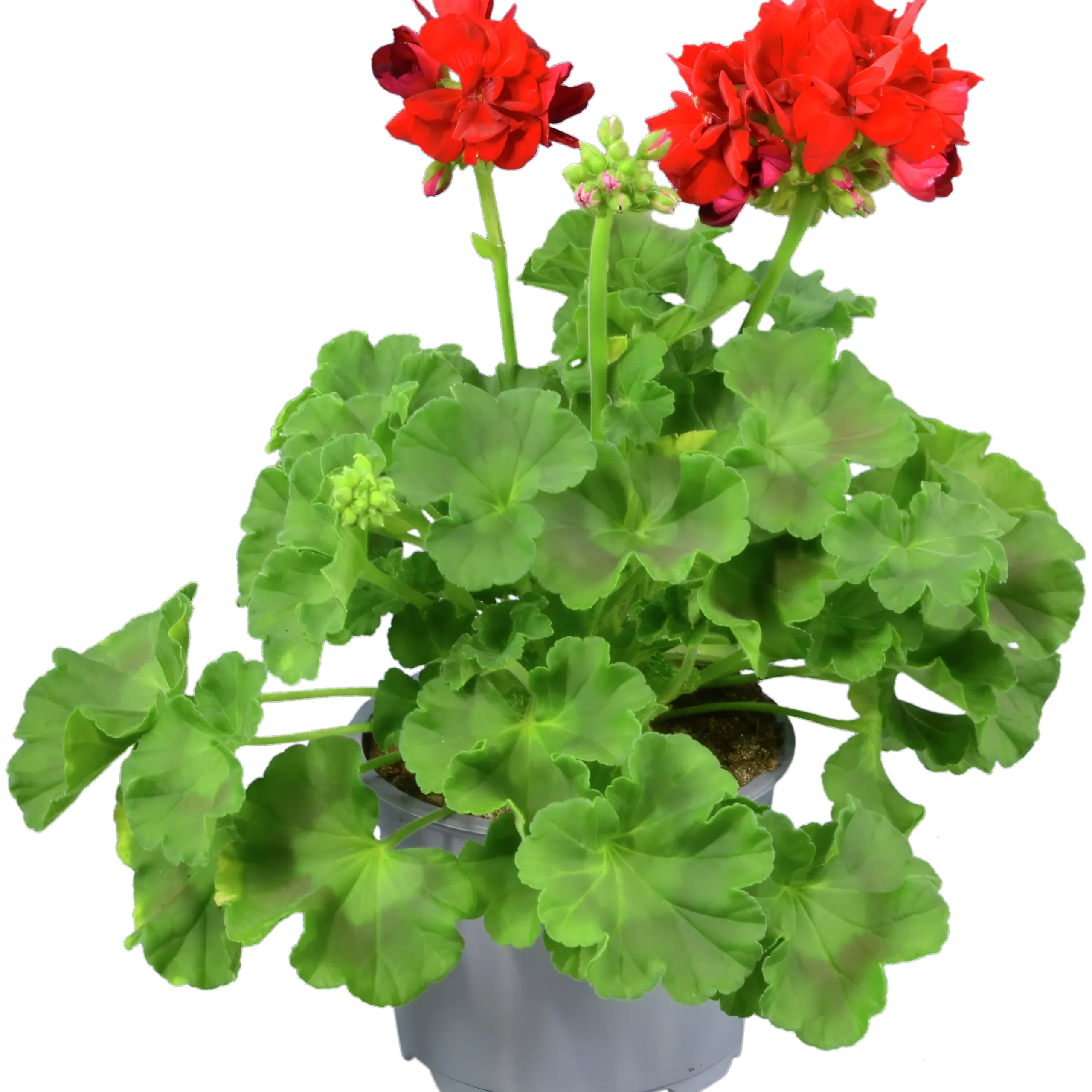 Pelargon lat. Pelargonium Calliope Landscape Mix