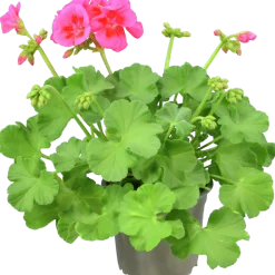 Pelargon lat. Pelargonium Calliope Landscape Mix
