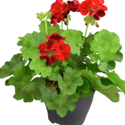 Pelargon lat. Pelargonium Calliope Landscape Mix