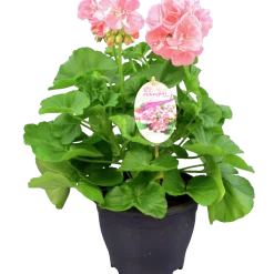 Pelargon lat. Pelargonium Calliope Landscape Mix