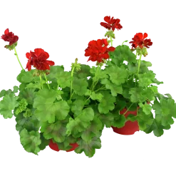 Pelargon lat. Pelargonium Calliope Landscape Mix