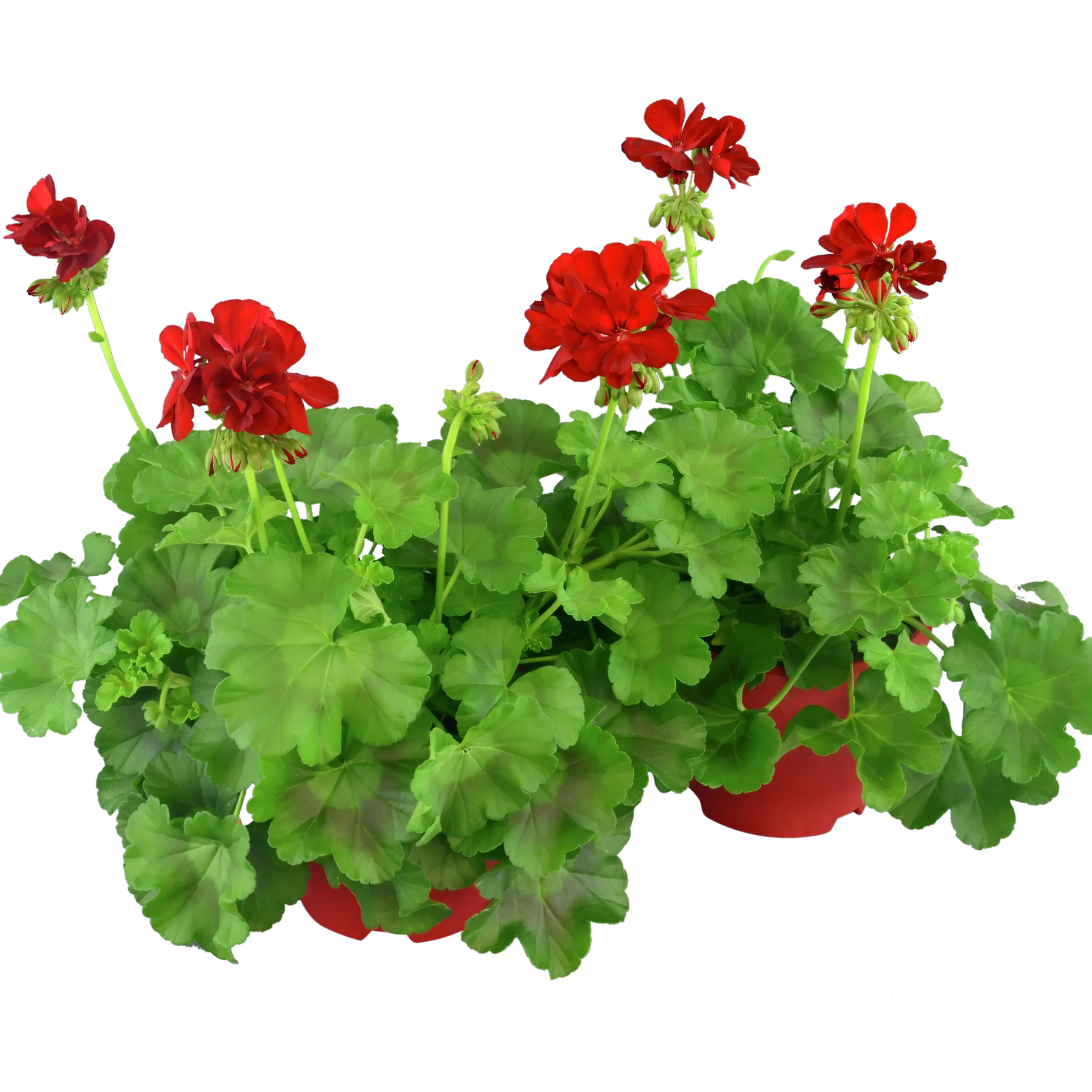 Pelargon lat. Pelargonium Calliope Landscape Mix