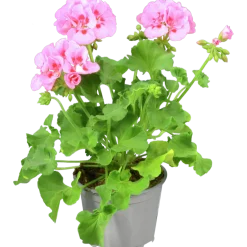 Pelargon lat. Pelargonium Calliope Landscape Mix