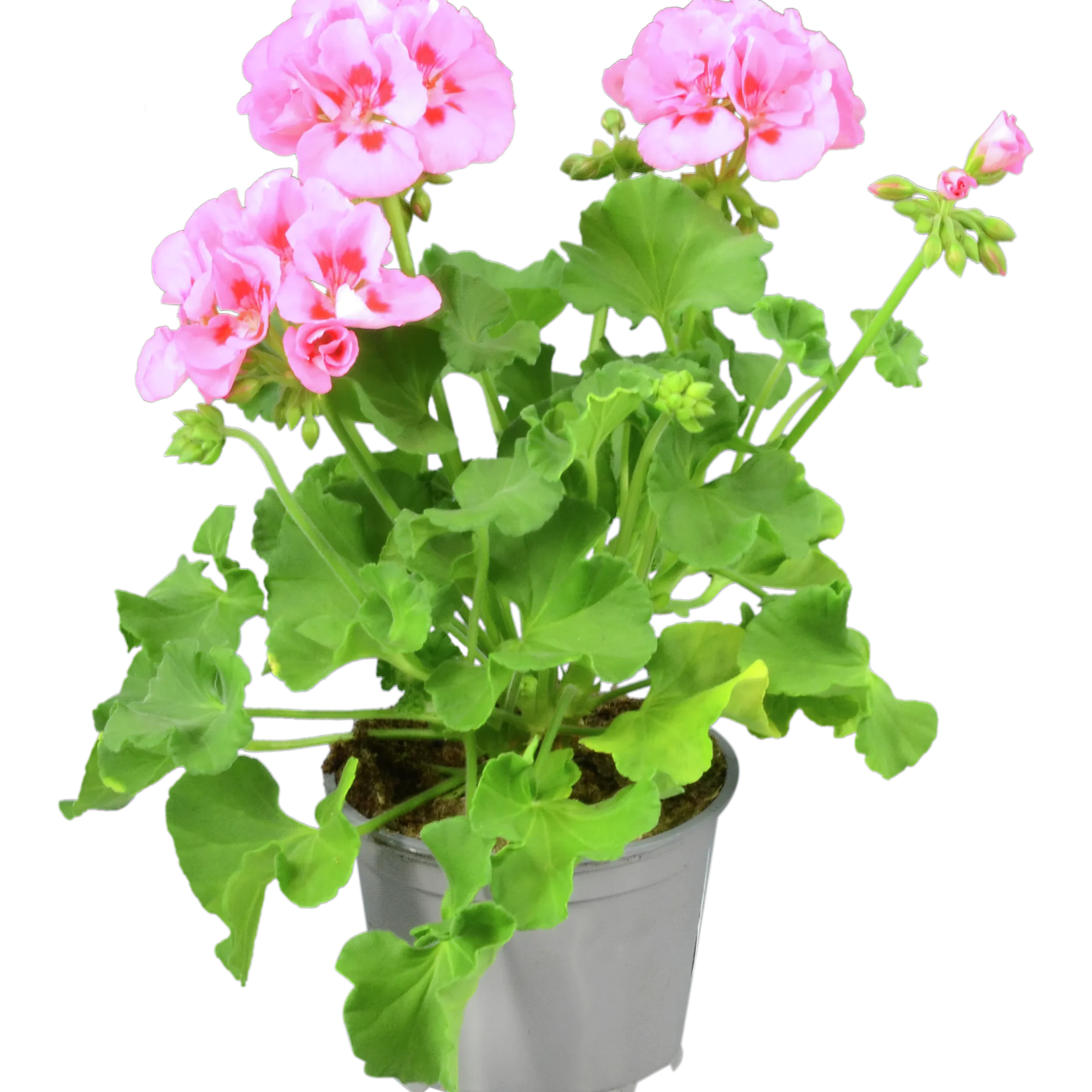 Pelargon lat. Pelargonium Calliope Landscape Mix