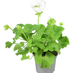 Pelargon lat. Pelargonium Calliope Landscape Mix