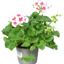 Pelargon lat. Pelargonium Calliope Landscape Mix