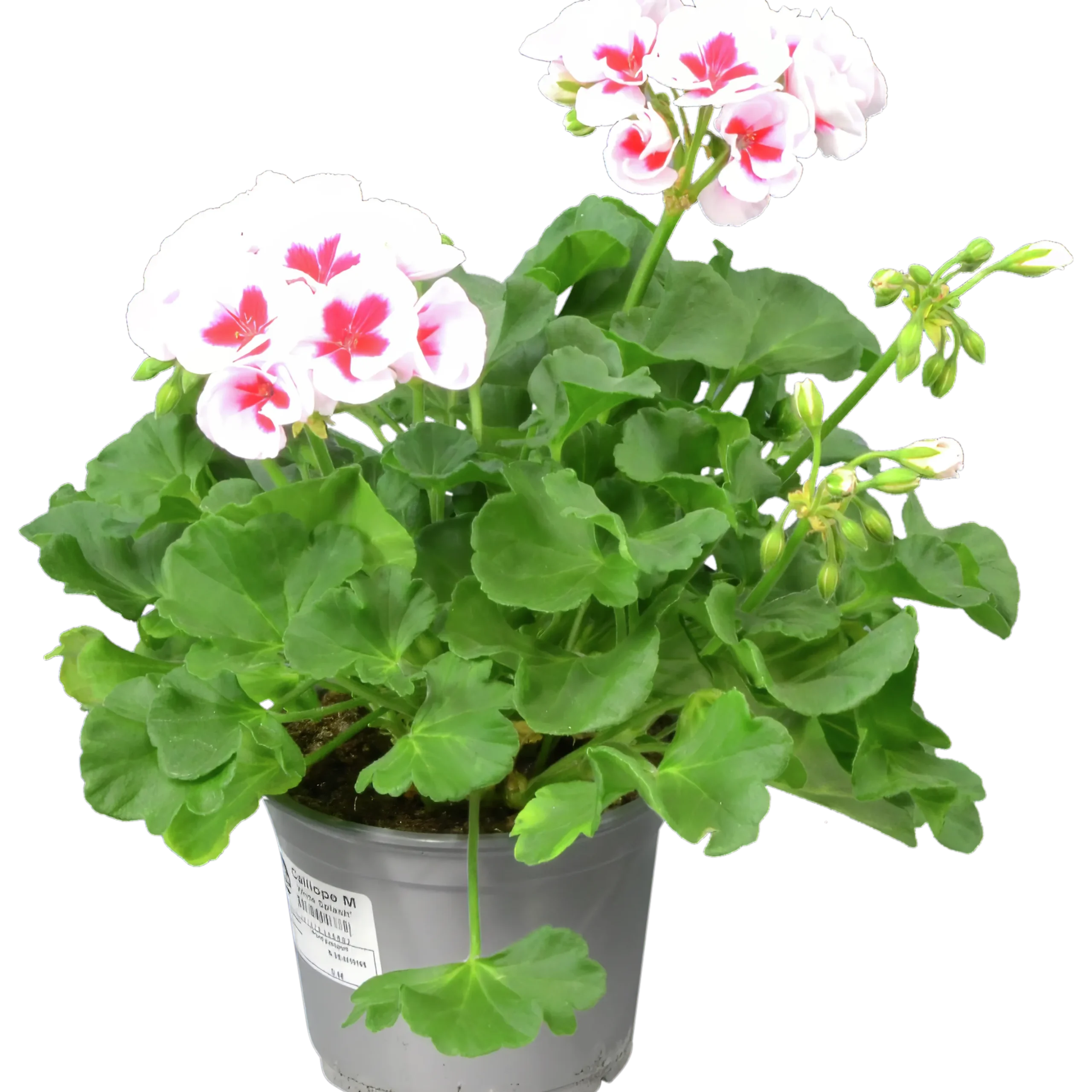 Pelargon lat. Pelargonium Calliope Landscape Mix