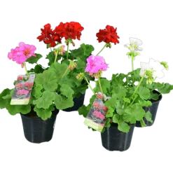 Pelargon lat. Pelargonium Calliope Landscape Mix