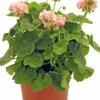 Pelargon lat. Pelargonium x hortorum Ekenbergs Utvalda Mix
