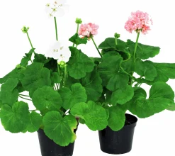 Pelargon lat. Pelargonium x hortorum Ekenbergs Utvalda Mix