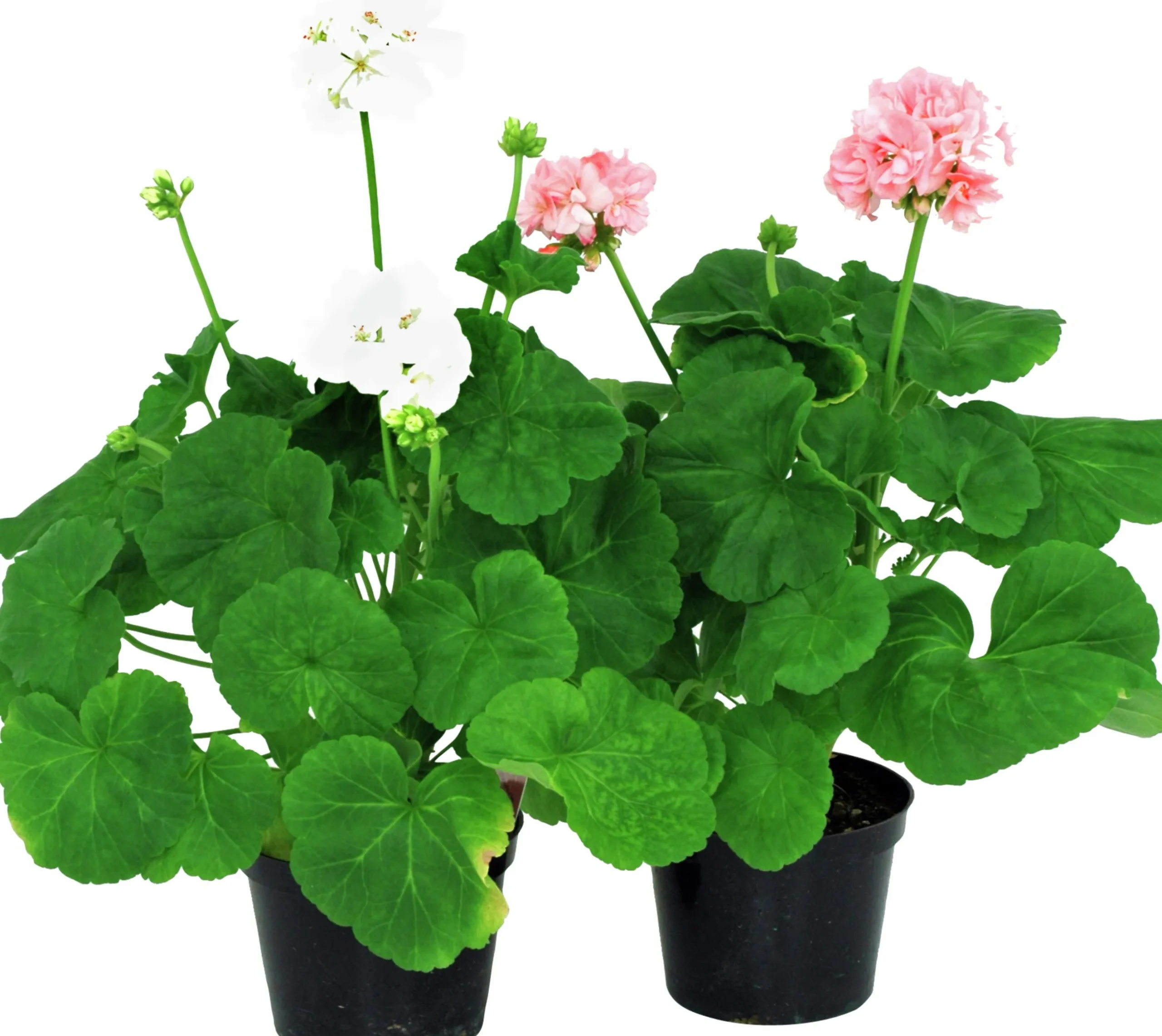 Pelargon lat. Pelargonium x hortorum Ekenbergs Utvalda Mix