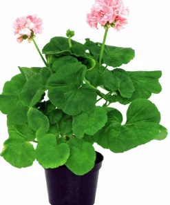 Pelargon lat. Pelargonium x hortorum Ekenbergs Utvalda Mix