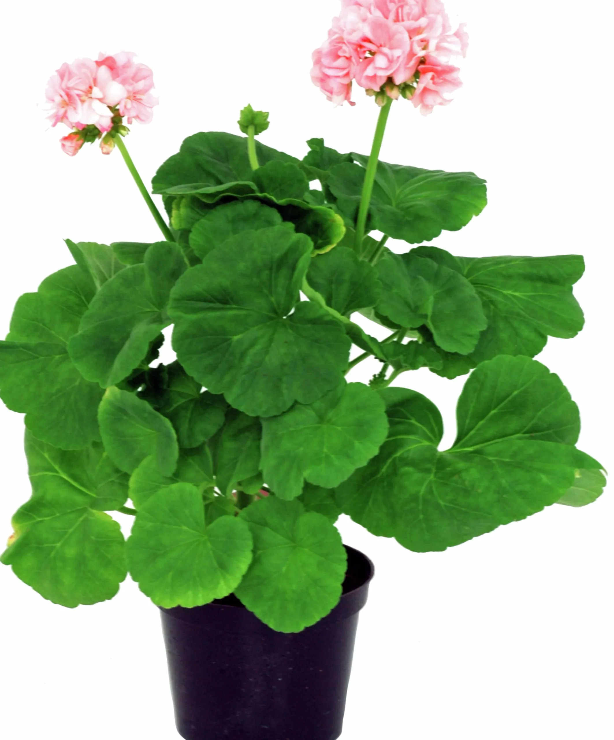 Pelargon lat. Pelargonium x hortorum Ekenbergs Utvalda Mix