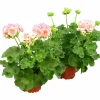 Pelargon lat. Pelargonium x hortorum 'Astrid'