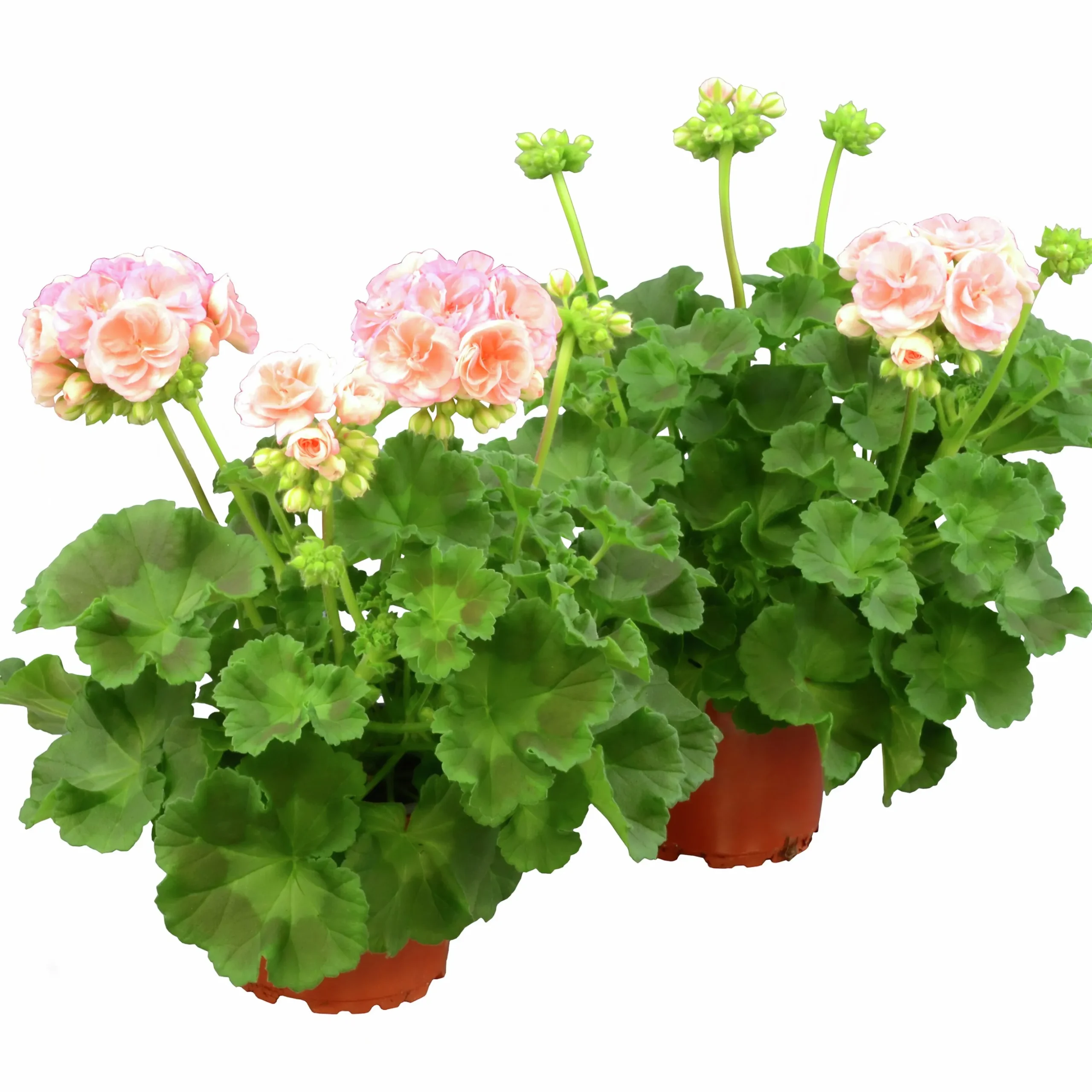 Pelargon lat. Pelargonium x hortorum 'Astrid'
