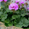 Pelargon lat. Pelargonium x hortorum Moonlight 'Violino'