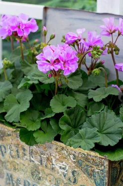 Pelargon lat. Pelargonium x hortorum Moonlight 'Violino'