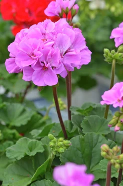 Pelargon lat. Pelargonium x hortorum Moonlight 'Violino'
