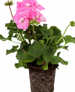 Pelargon Mix 10,5cm