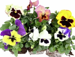 Penseer lat. Viola x wittrockiana Blandade färger 6-p