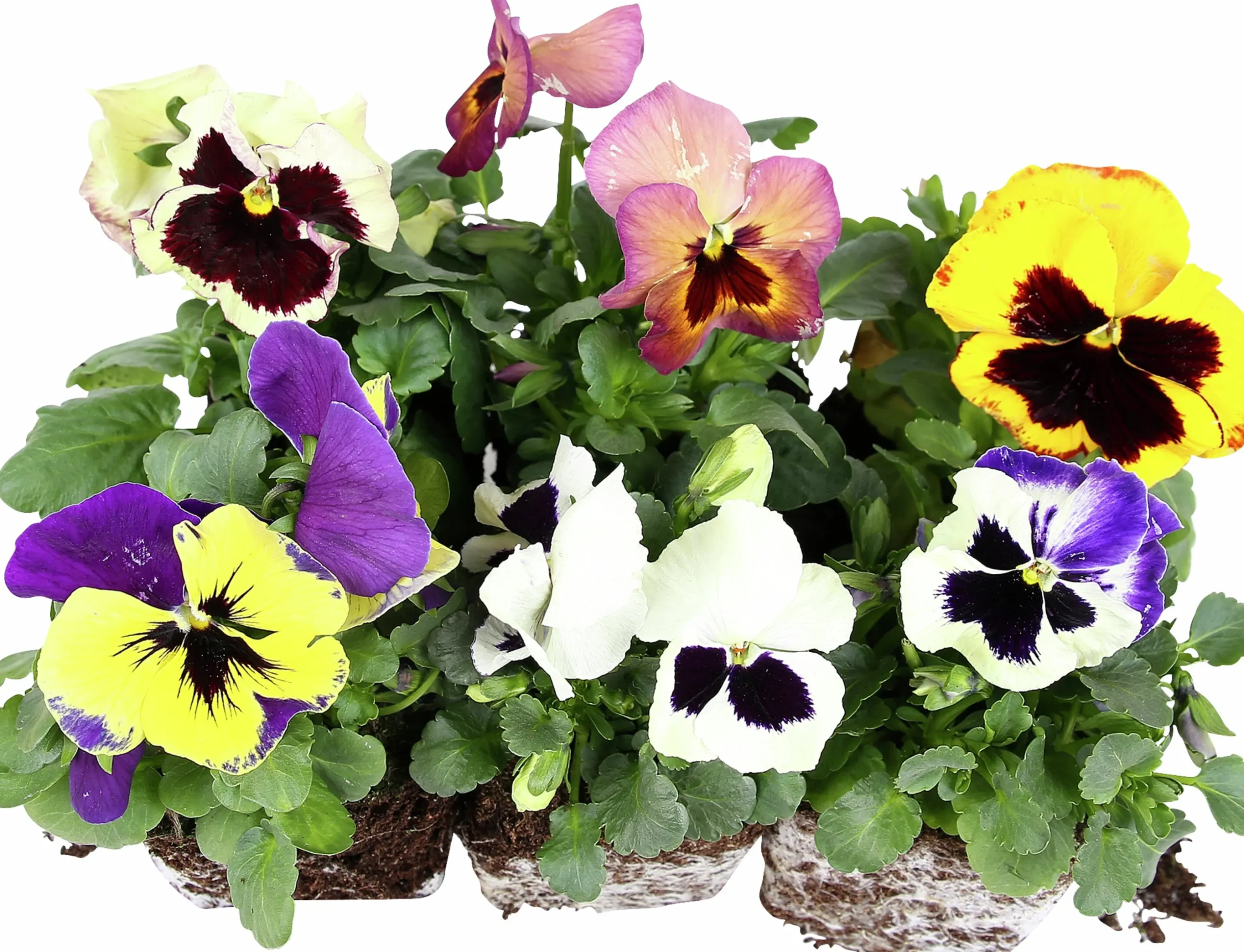 Penseer lat. Viola x wittrockiana Blandade färger 6-p