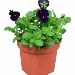 Penseé Mix Special 12cm