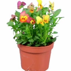 Penseé Mix Special 12cm