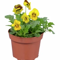 Penseé Mix Special 12cm