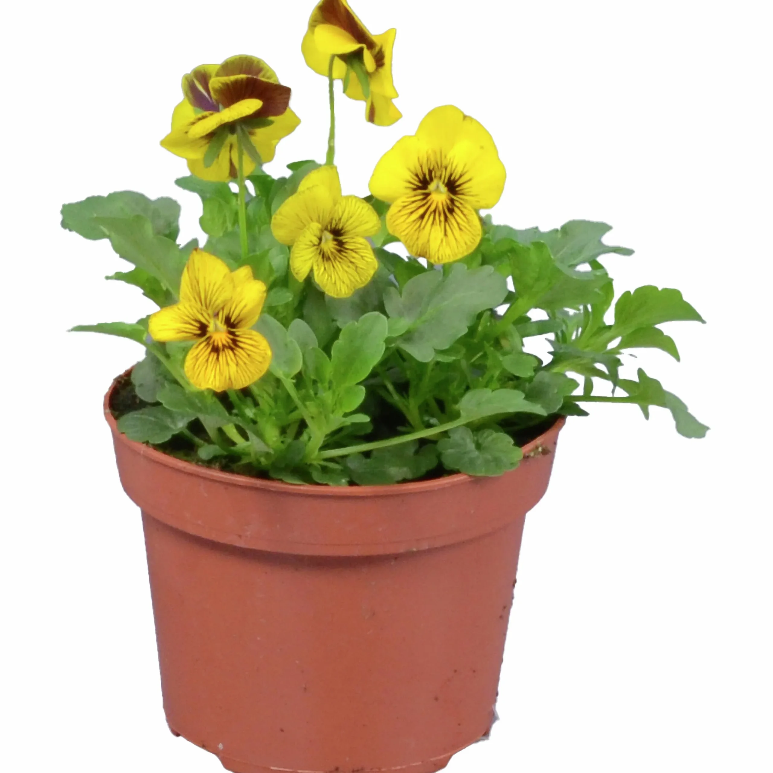 Penseé Mix Special 12cm