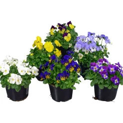 Pensé lat. Viola Tricolor Mini