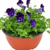 Pensé lat. Viola Tricolor Skål