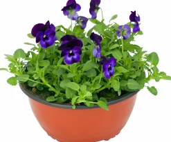 Pensé lat. Viola Tricolor Skål