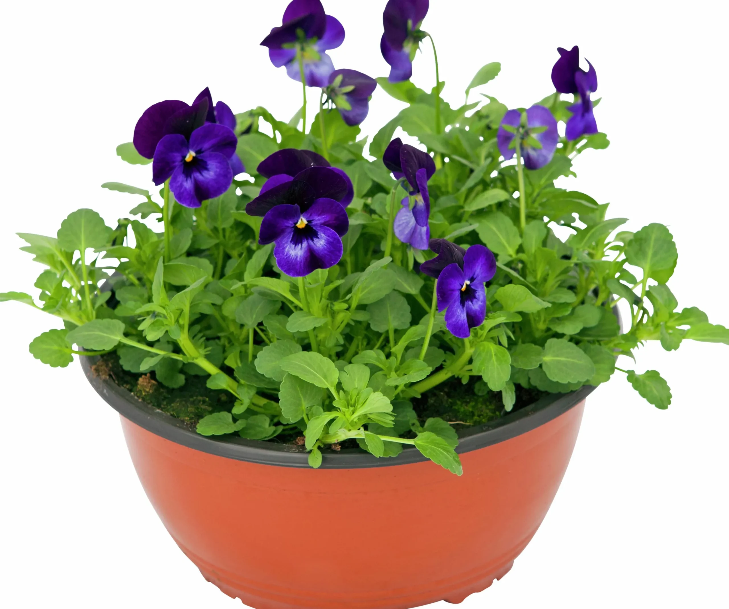 Pensé lat. Viola Tricolor Skål
