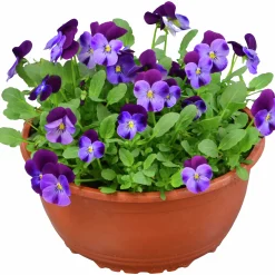 Pensé lat. Viola Tricolor Skål