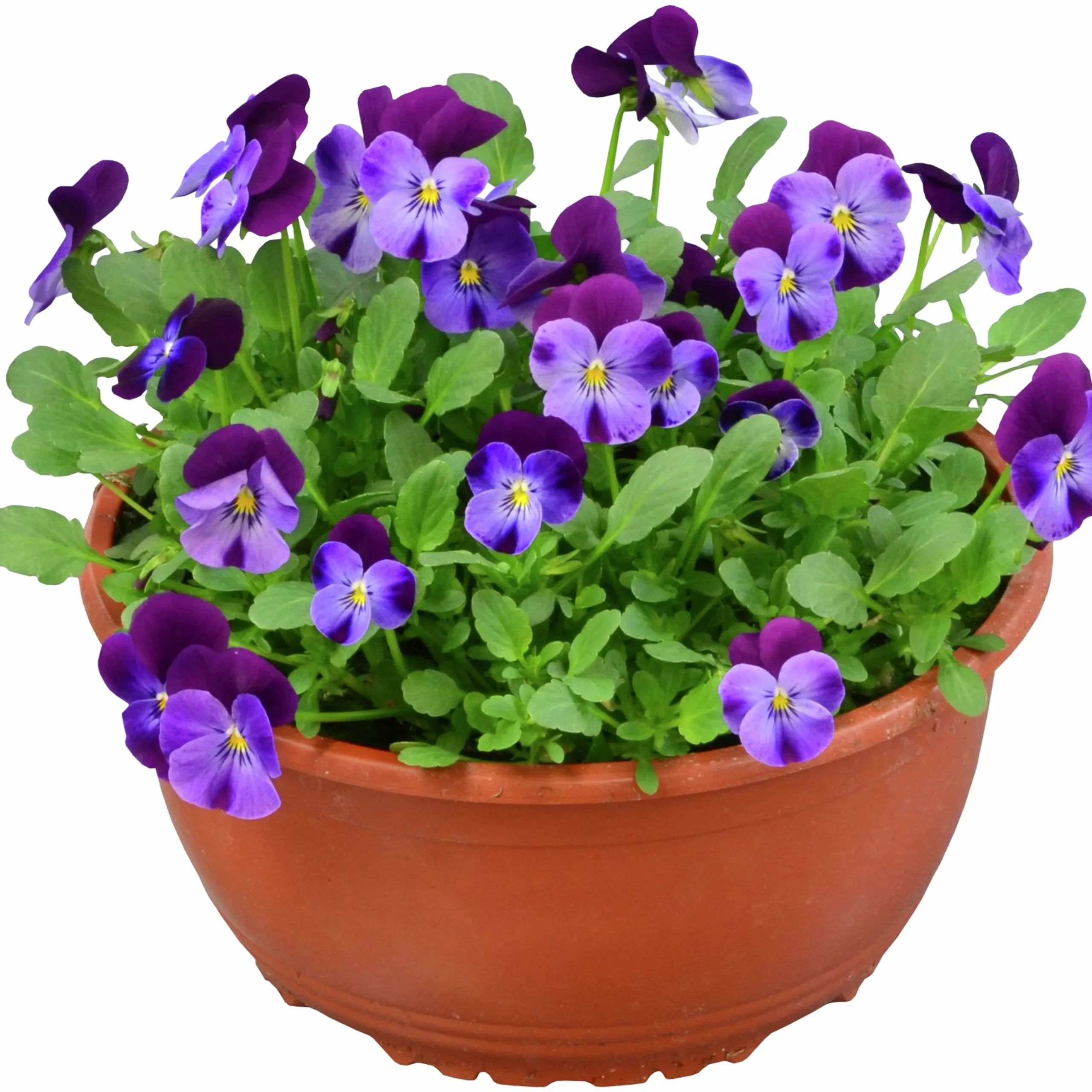 Pensé lat. Viola Tricolor Skål