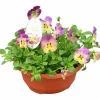 Pensé lat. Viola tricolor var. hortensis 'Cool Wave'
