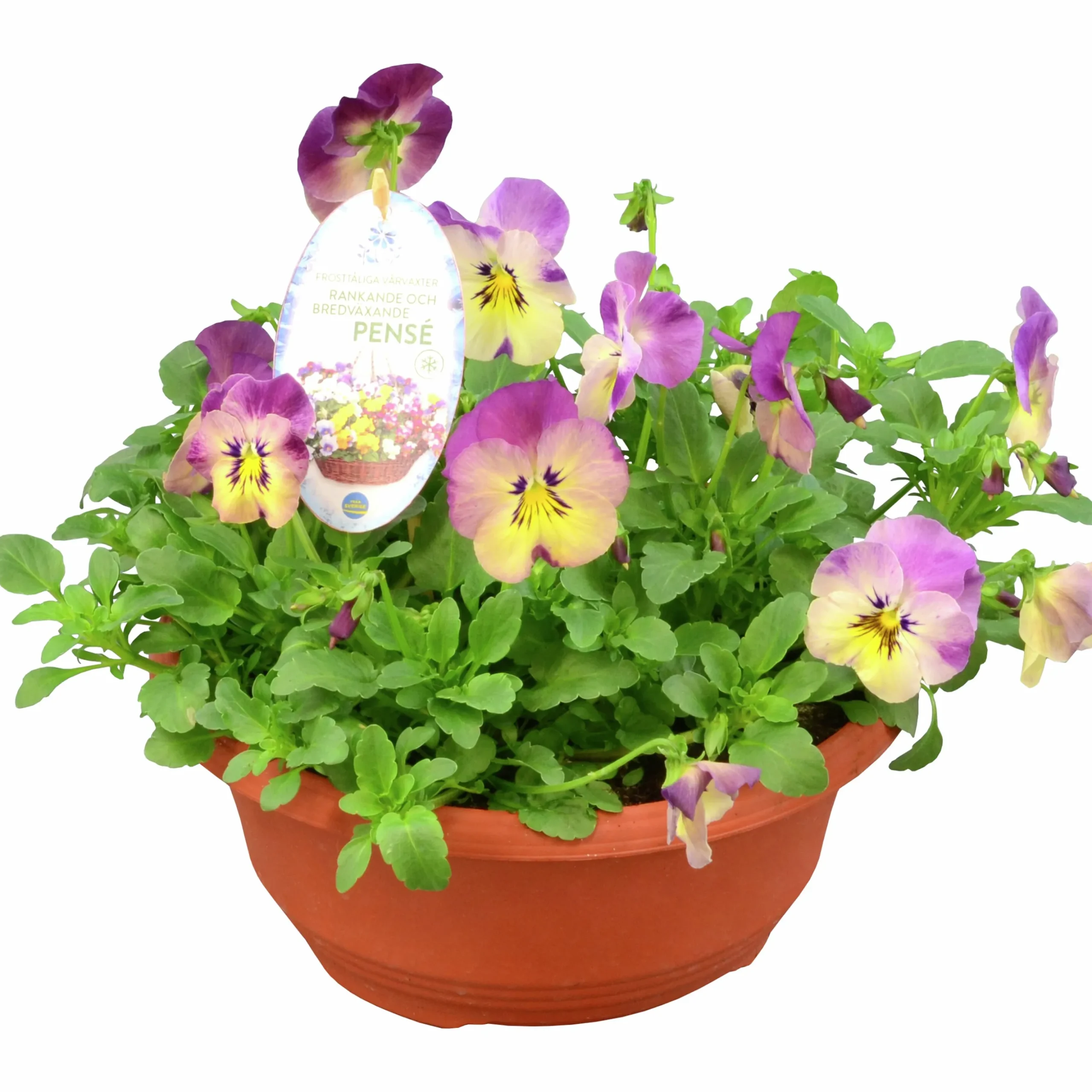Pensé lat. Viola tricolor var. hortensis 'Cool Wave'