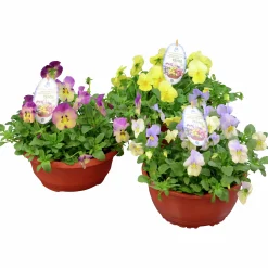 Pensé lat. Viola tricolor var. hortensis 'Cool Wave'