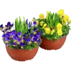 Pensé Småblommig + Påsklilja Skål