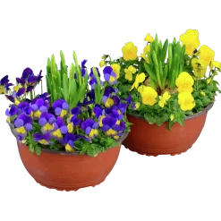 Pensé Småblommig + Påsklilja Skål