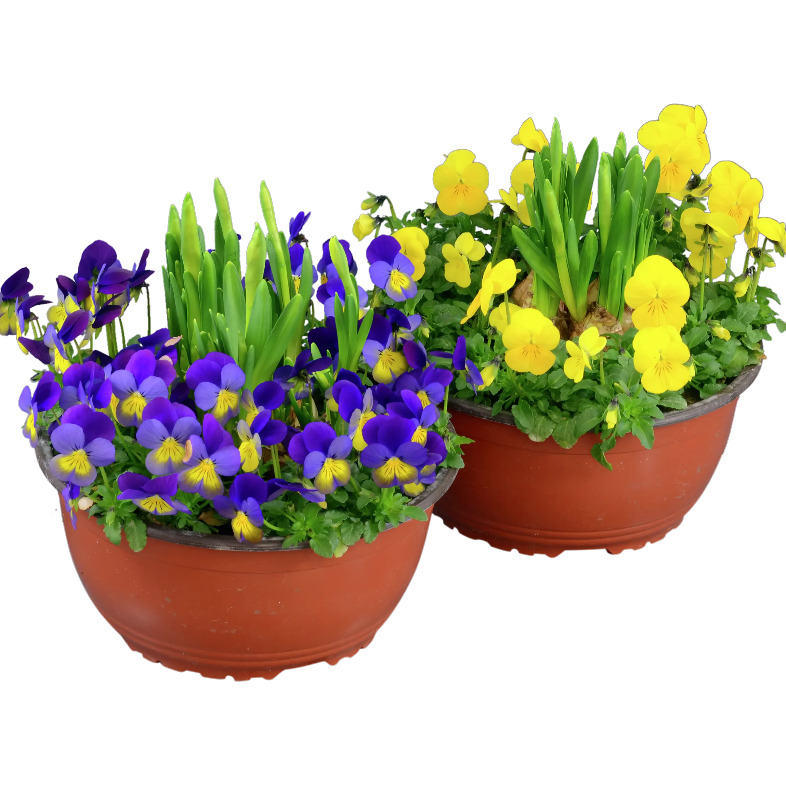 Pensé Småblommig + Påsklilja Skål
