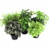 Peperomia lat. Peperomia pereskiifolia Mix