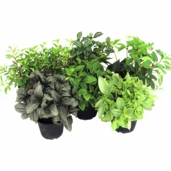 Peperomia lat. Peperomia pereskiifolia Mix