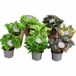 Peperomia Pilea lat. Peperomia spp. Mix