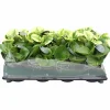 Peperomia Tingdal Mix 11cm kruka