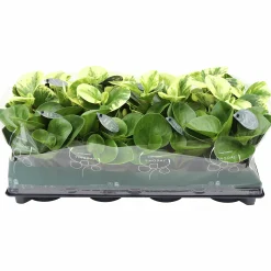 Peperomia Tingdal Mix 11cm kruka