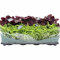 Peperomia Tingdal Mix 11cm kruka